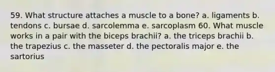 59. What structure attaches a muscle to a bone? a. ligaments b. tendons c. bursae d. sarcolemma e. sarcoplasm 60. What muscle works in a pair with the biceps brachii? a. the triceps brachii b. the trapezius c. the masseter d. the pectoralis major e. the sartorius