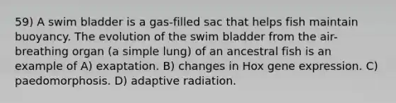 59) A swim bladder is a gas-filled sac that helps fish maintain buoyancy. The evolution of the swim bladder from the air-breathing organ (a simple lung) of an ancestral fish is an example of A) exaptation. B) changes in Hox <a href='https://www.questionai.com/knowledge/kFtiqWOIJT-gene-expression' class='anchor-knowledge'>gene expression</a>. C) paedomorphosis. D) adaptive radiation.