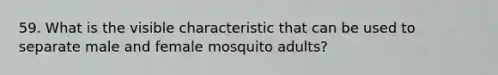 59. What is the visible characteristic that can be used to separate male and female mosquito adults?