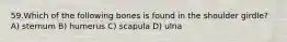 59.Which of the following bones is found in the shoulder girdle? A) sternum B) humerus C) scapula D) ulna