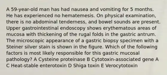 A 59-year-old man has had nausea and vomiting for 5 months. He has experienced no hematemesis. On physical examination, there is no abdominal tenderness, and bowel sounds are present. Upper gastrointestinal endoscopy shows erythematous areas of mucosa with thickening of the rugal folds in the gastric antrum. The microscopic appearance of a gastric biopsy specimen with a Steiner silver stain is shown in the figure. Which of the following factors is most likely responsible for this gastric mucosal pathology? A Cysteine proteinase B Cytotoxin-associated gene A C Heat-stable enterotoxin D Shiga toxin E Verocytotoxin