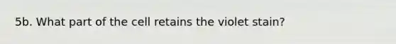 5b. What part of the cell retains the violet stain?