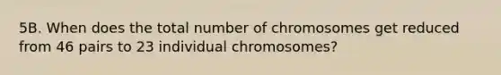 5B. When does the total number of chromosomes get reduced from 46 pairs to 23 individual chromosomes?