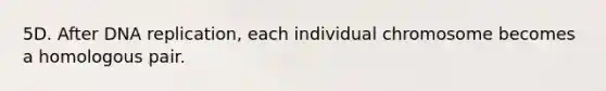 5D. After DNA replication, each individual chromosome becomes a homologous pair.