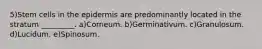 5)Stem cells in the epidermis are predominantly located in the stratum _________. a)Corneum. b)Germinativum. c)Granulosum. d)Lucidum. e)Spinosum.