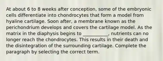 At about 6 to 8 weeks after conception, some of the embryonic cells differentiate into chondrocytes that form a model from hyaline cartilage. Soon after, a membrane known as the perichondrium develops and covers the cartilage model. As the matrix in the diaphysis begins to ___________, nutrients can no longer reach the chondrocytes. This results in their death and the disintegration of the surrounding cartilage. Complete the paragraph by selecting the correct term.