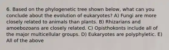 6. Based on the phylogenetic tree shown below, what can you conclude about the evolution of eukaryotes? A) Fungi are more closely related to animals than plants. B) Rhizarians and amoebozoans are closely related. C) Opisthokonts include all of the major multicellular groups. D) Eukaryotes are polyphyletic. E) All of the above