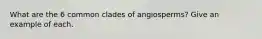 What are the 6 common clades of angiosperms? Give an example of each.