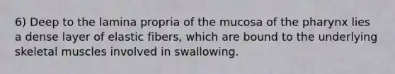 6) Deep to the lamina propria of the mucosa of the pharynx lies a dense layer of elastic fibers, which are bound to the underlying skeletal muscles involved in swallowing.