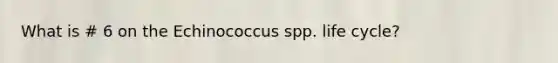 What is # 6 on the Echinococcus spp. life cycle?