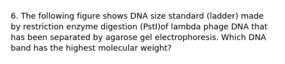 6. The following figure shows DNA size standard (ladder) made by restriction enzyme digestion (PstI)of lambda phage DNA that has been separated by agarose gel electrophoresis. Which DNA band has the highest molecular weight?