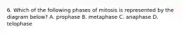 6. Which of the following phases of mitosis is represented by the diagram below? A. prophase B. metaphase C. anaphase D. telophase