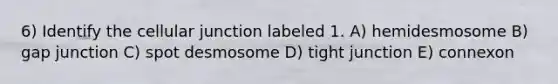 6) Identify the cellular junction labeled 1. A) hemidesmosome B) gap junction C) spot desmosome D) tight junction E) connexon