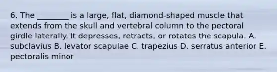 6. The ________ is a large, flat, diamond-shaped muscle that extends from the skull and <a href='https://www.questionai.com/knowledge/ki4fsP39zf-vertebral-column' class='anchor-knowledge'>vertebral column</a> to the <a href='https://www.questionai.com/knowledge/kLFI0fCi1K-pectoral-girdle' class='anchor-knowledge'>pectoral girdle</a> laterally. It depresses, retracts, or rotates the scapula. A. subclavius B. levator scapulae C. trapezius D. serratus anterior E. pectoralis minor