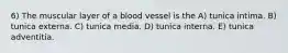 6) The muscular layer of a blood vessel is the A) tunica intima. B) tunica externa. C) tunica media. D) tunica interna. E) tunica adventitia.