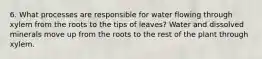 6. What processes are responsible for water flowing through xylem from the roots to the tips of leaves? Water and dissolved minerals move up from the roots to the rest of the plant through xylem.