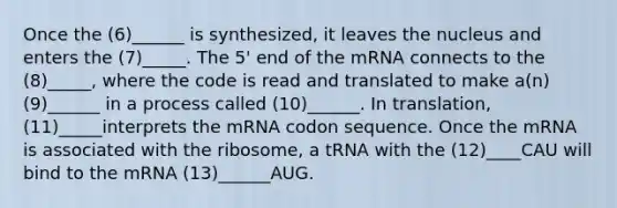 Once the (6)______ is synthesized, it leaves the nucleus and enters the (7)_____. The 5' end of the mRNA connects to the (8)_____, where the code is read and translated to make a(n) (9)______ in a process called (10)______. In translation, (11)_____interprets the mRNA codon sequence. Once the mRNA is associated with the ribosome, a tRNA with the (12)____CAU will bind to the mRNA (13)______AUG.