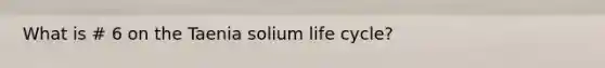 What is # 6 on the Taenia solium life cycle?