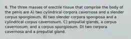 6. The three masses of erectile tissue that comprise the body of the penis are A) two cylindrical corpora cavernosa and a slender corpus spongiosum. B) two slender corpora spongiosa and a cylindrical corpus cavernosum. C) preputial glands, a corpus cavernosum, and a corpus spongiosum. D) two corpora cavernosa and a preputial gland.