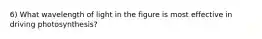 6) What wavelength of light in the figure is most effective in driving photosynthesis?