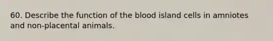 60. Describe the function of the blood island cells in amniotes and non-placental animals.