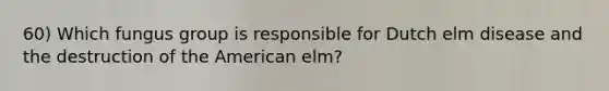 60) Which fungus group is responsible for Dutch elm disease and the destruction of the American elm?