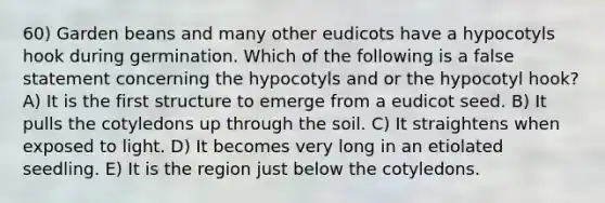 60) Garden beans and many other eudicots have a hypocotyls hook during germination. Which of the following is a false statement concerning the hypocotyls and or the hypocotyl hook? A) It is the first structure to emerge from a eudicot seed. B) It pulls the cotyledons up through the soil. C) It straightens when exposed to light. D) It becomes very long in an etiolated seedling. E) It is the region just below the cotyledons.