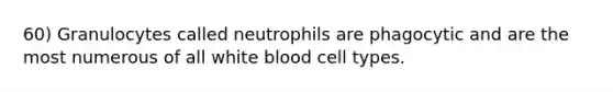 60) Granulocytes called neutrophils are phagocytic and are the most numerous of all white blood cell types.