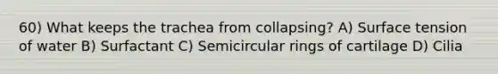 60) What keeps the trachea from collapsing? A) Surface tension of water B) Surfactant C) Semicircular rings of cartilage D) Cilia