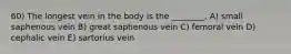 60) The longest vein in the body is the ________. A) small saphenous vein B) great saphenous vein C) femoral vein D) cephalic vein E) sartorius vein