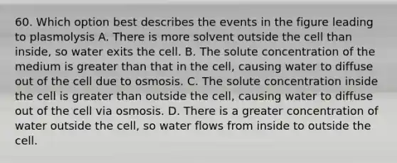 60. Which option best describes the events in the figure leading to plasmolysis A. There is more solvent outside the cell than inside, so water exits the cell. B. The solute concentration of the medium is greater than that in the cell, causing water to diffuse out of the cell due to osmosis. C. The solute concentration inside the cell is greater than outside the cell, causing water to diffuse out of the cell via osmosis. D. There is a greater concentration of water outside the cell, so water flows from inside to outside the cell.