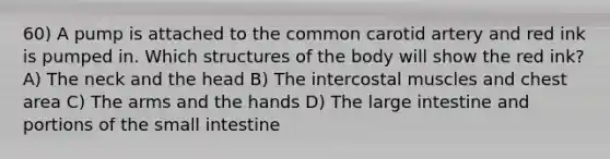 60) A pump is attached to the common carotid artery and red ink is pumped in. Which structures of the body will show the red ink? A) The neck and the head B) The intercostal muscles and chest area C) The arms and the hands D) The large intestine and portions of the small intestine