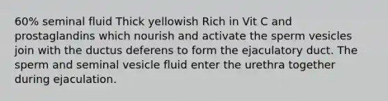 60% seminal fluid Thick yellowish Rich in Vit C and prostaglandins which nourish and activate the sperm vesicles join with the ductus deferens to form the ejaculatory duct. The sperm and seminal vesicle fluid enter the urethra together during ejaculation.