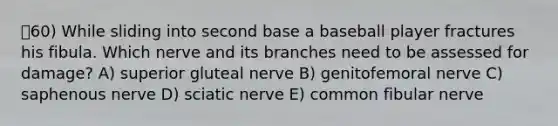 60) While sliding into second base a baseball player fractures his fibula. Which nerve and its branches need to be assessed for damage? A) superior gluteal nerve B) genitofemoral nerve C) saphenous nerve D) sciatic nerve E) common fibular nerve