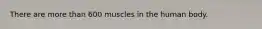 There are more than 600 muscles in the human body.