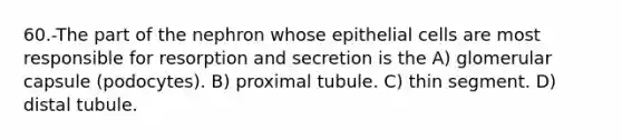 60.-The part of the nephron whose epithelial cells are most responsible for resorption and secretion is the A) glomerular capsule (podocytes). B) proximal tubule. C) thin segment. D) distal tubule.