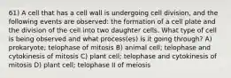 61) A cell that has a cell wall is undergoing cell division, and the following events are observed: the formation of a cell plate and the division of the cell into two daughter cells. What type of cell is being observed and what process(es) is it going through? A) prokaryote; telophase of mitosis B) animal cell; telophase and cytokinesis of mitosis C) plant cell; telophase and cytokinesis of mitosis D) plant cell; telophase II of meiosis