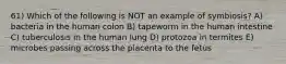 61) Which of the following is NOT an example of symbiosis? A) bacteria in the human colon B) tapeworm in the human intestine C) tuberculosis in the human lung D) protozoa in termites E) microbes passing across the placenta to the fetus