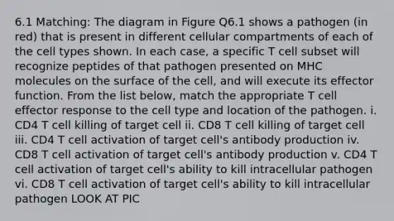 6.1 Matching: The diagram in Figure Q6.1 shows a pathogen (in red) that is present in different cellular compartments of each of the cell types shown. In each case, a specific T cell subset will recognize peptides of that pathogen presented on MHC molecules on the surface of the cell, and will execute its effector function. From the list below, match the appropriate T cell effector response to the cell type and location of the pathogen. i. CD4 T cell killing of target cell ii. CD8 T cell killing of target cell iii. CD4 T cell activation of target cell's antibody production iv. CD8 T cell activation of target cell's antibody production v. CD4 T cell activation of target cell's ability to kill intracellular pathogen vi. CD8 T cell activation of target cell's ability to kill intracellular pathogen LOOK AT PIC