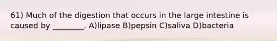 61) Much of the digestion that occurs in the large intestine is caused by ________. A)lipase B)pepsin C)saliva D)bacteria