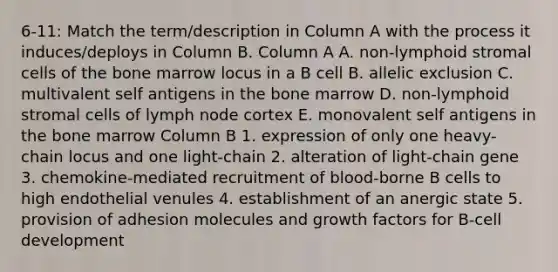 6-11: Match the term/description in Column A with the process it induces/deploys in Column B. Column A A. non-lymphoid stromal cells of the bone marrow locus in a B cell B. allelic exclusion C. multivalent self antigens in the bone marrow D. non-lymphoid stromal cells of lymph node cortex E. monovalent self antigens in the bone marrow Column B 1. expression of only one heavy-chain locus and one light-chain 2. alteration of light-chain gene 3. chemokine-mediated recruitment of blood-borne B cells to high endothelial venules 4. establishment of an anergic state 5. provision of adhesion molecules and growth factors for B-cell development