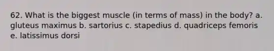 62. What is the biggest muscle (in terms of mass) in the body? a. gluteus maximus b. sartorius c. stapedius d. quadriceps femoris e. latissimus dorsi