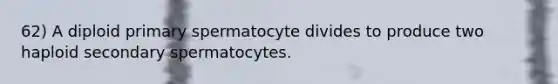 62) A diploid primary spermatocyte divides to produce two haploid secondary spermatocytes.