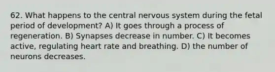 62. What happens to the central nervous system during the fetal period of development? A) It goes through a process of regeneration. B) Synapses decrease in number. C) It becomes active, regulating heart rate and breathing. D) the number of neurons decreases.