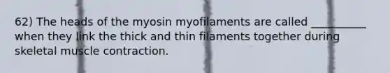 62) The heads of the myosin myofilaments are called __________ when they link the thick and thin filaments together during skeletal muscle contraction.