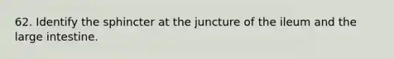 62. Identify the sphincter at the juncture of the ileum and the large intestine.