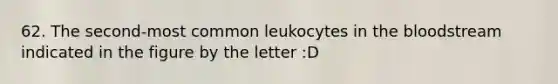 62. The second-most common leukocytes in the bloodstream indicated in the figure by the letter :D