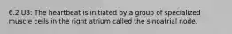 6.2 U8: The heartbeat is initiated by a group of specialized muscle cells in the right atrium called the sinoatrial node.
