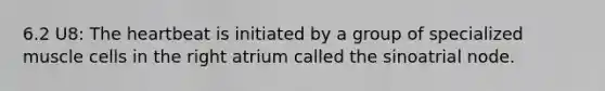 6.2 U8: <a href='https://www.questionai.com/knowledge/kya8ocqc6o-the-heart' class='anchor-knowledge'>the heart</a>beat is initiated by a group of specialized muscle cells in the right atrium called the sinoatrial node.