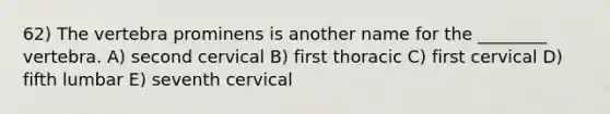 62) The vertebra prominens is another name for the ________ vertebra. A) second cervical B) first thoracic C) first cervical D) fifth lumbar E) seventh cervical